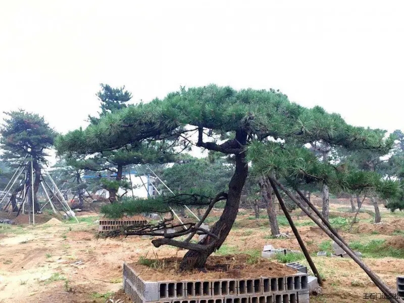 黑松4