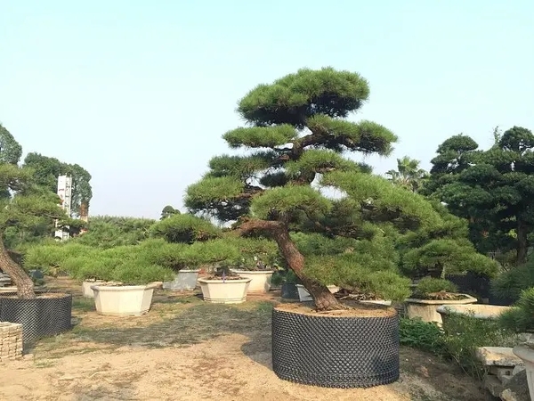 黑松