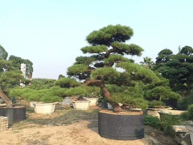 黑松
