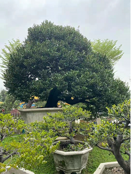 象牙树